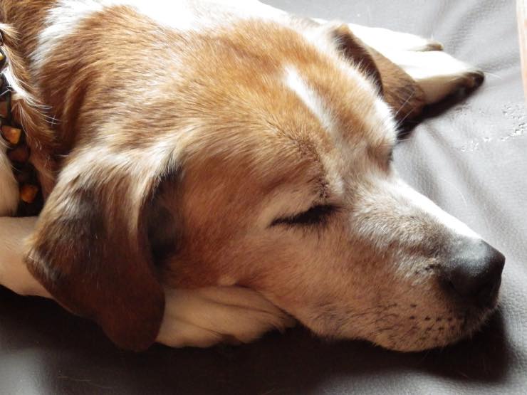 Cosa sogna un cane, i nuovi studi a riguardo