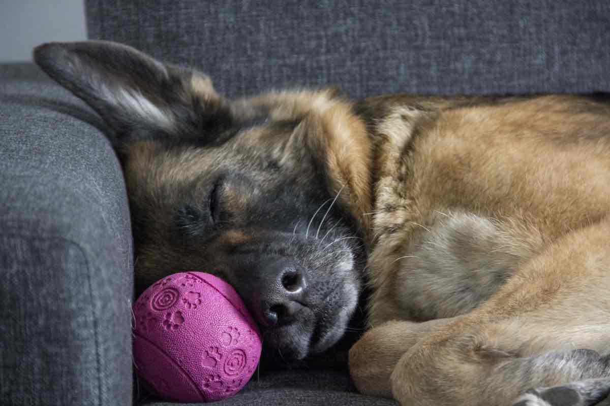 Cosa sogna un cane, i nuovi studi a riguardo