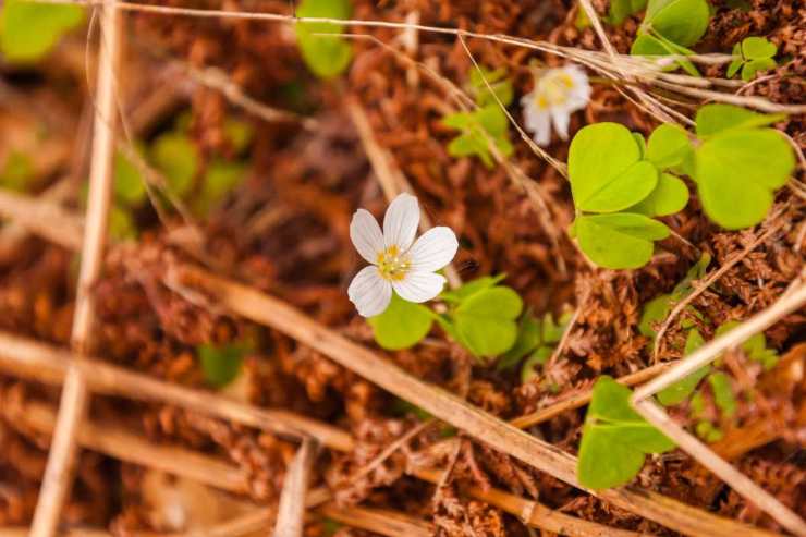 Cogli questo fiore e mettilo in bocca