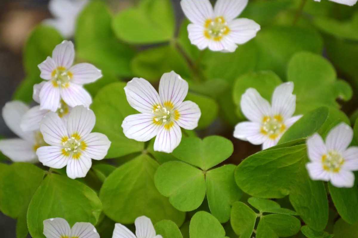 Cogli questo fiore e mettilo in bocca