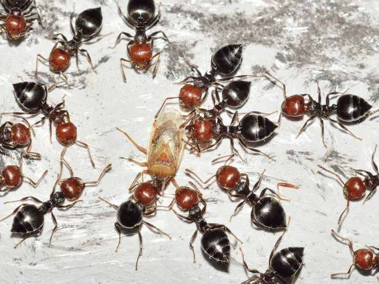 come sbarazzarsi formiche