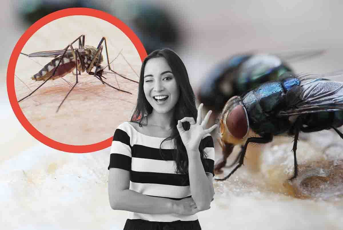 Come scacciare mosche e zanzare