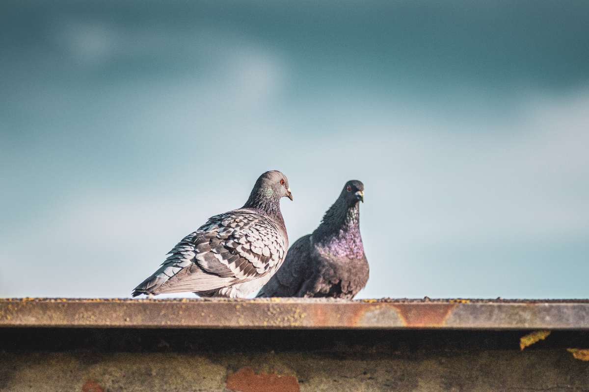 Come mandare via i piccioni dal proprio balcone
