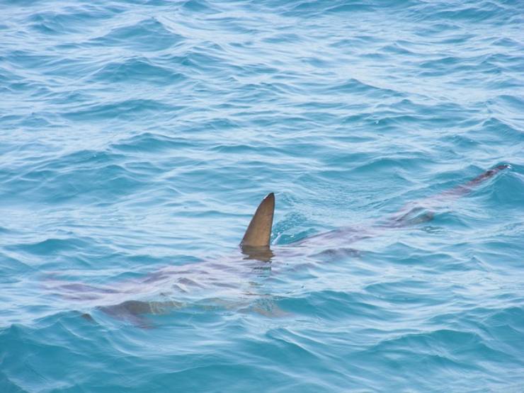 L'avvistamento degli squali in Italia
