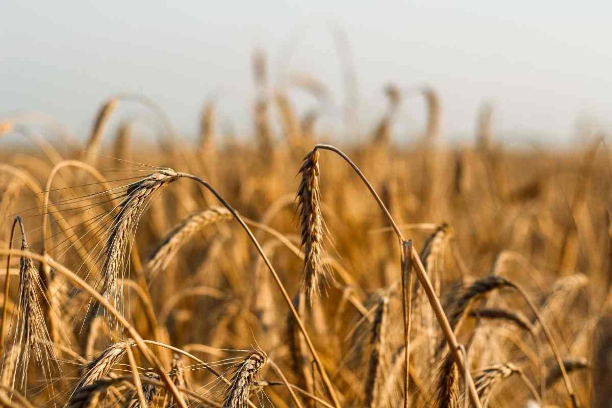 prezzo del grano: la situazione economica