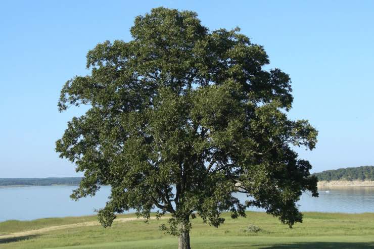 Test psicologico: scegli un albero e scopri l'emozione che domina nella tua vita