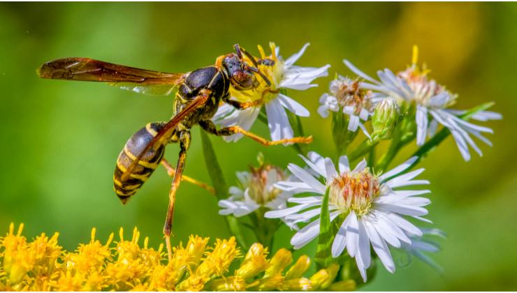 Api e vespe: come allontanarle da giardino e casa con questo metodo