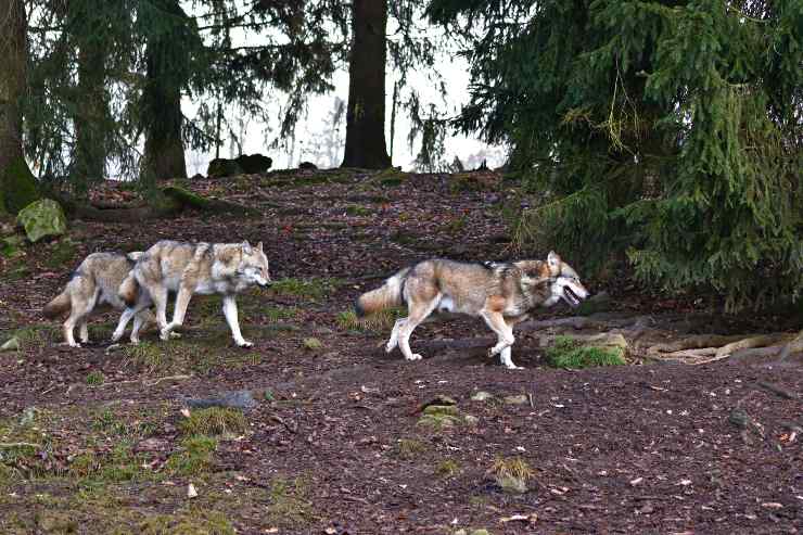 Invasione di lupi
