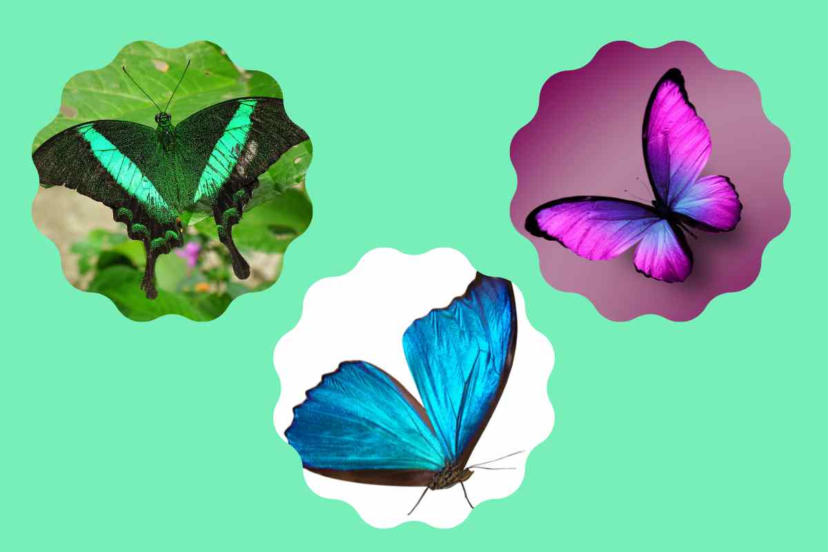 test delle farfalle per personalità