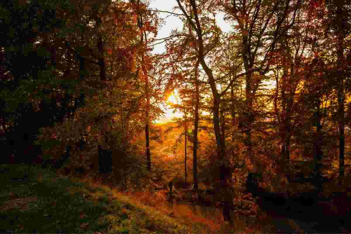 Il Treno del Foliage e il suo percorso in mezzo agli ambienti montani colorati dall'autunno