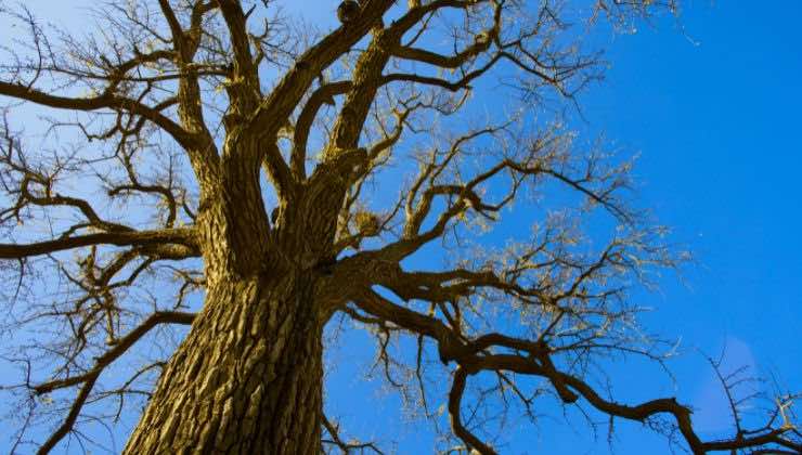 l'albero della morte può uccidere