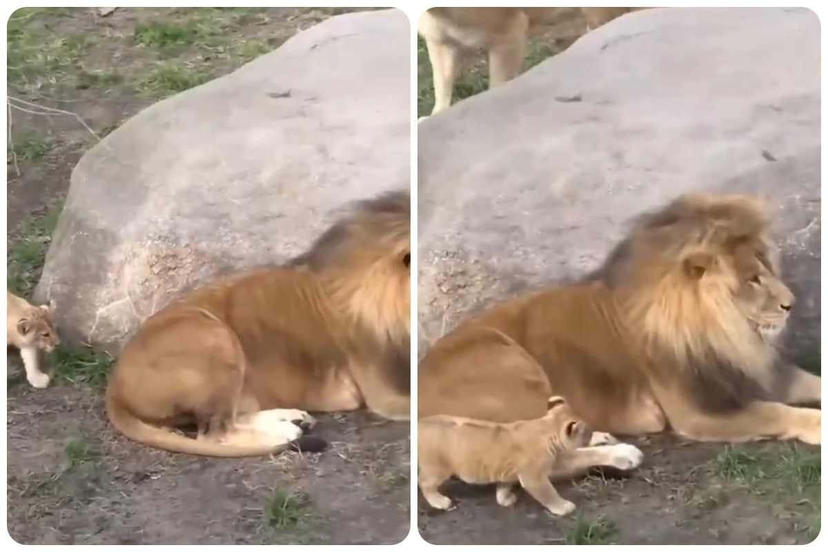 Qual è la reazione spropositata del leone al cucciolo