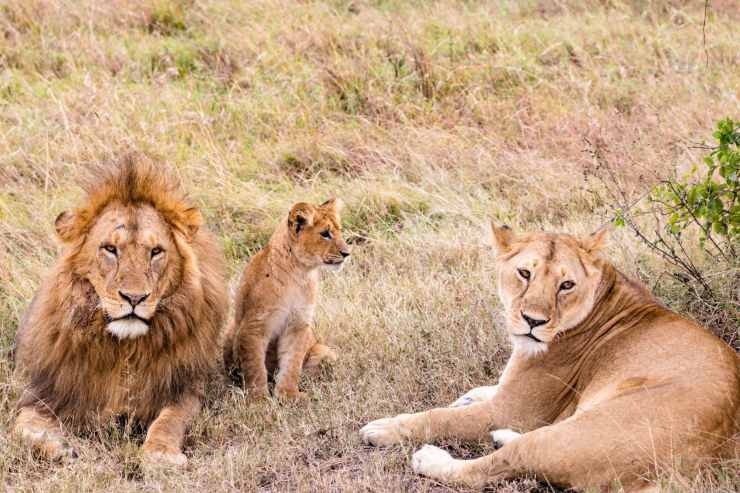 Cosa succede se un cucciolo passa accanto al leone, ecco la reazione spropositata