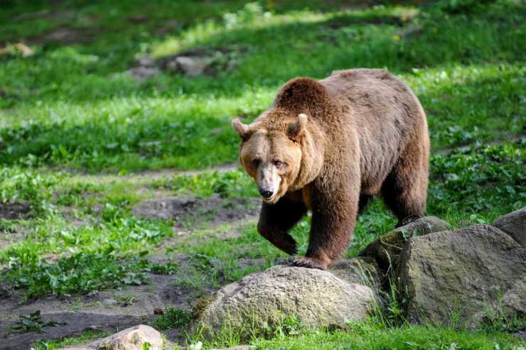 Orso e coccole lo mostra il video virale