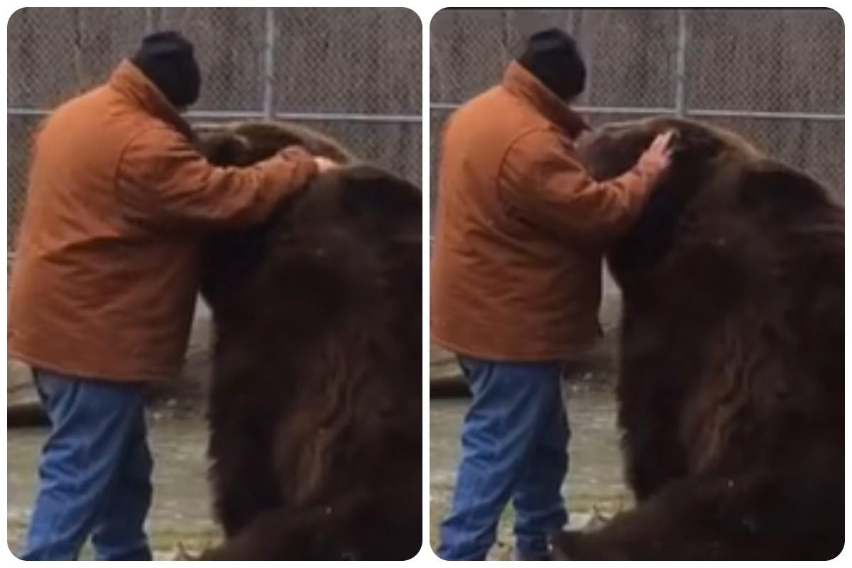 Ecco l'orso più tenero lo mostra il video virale