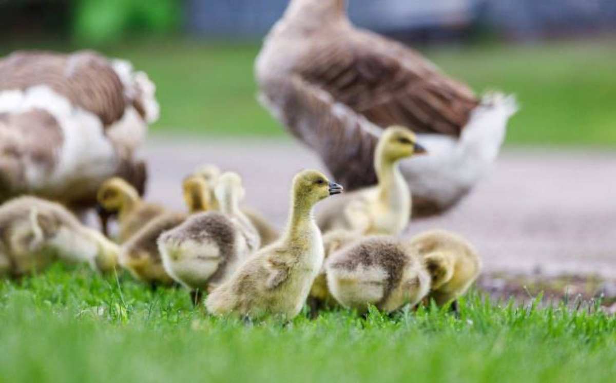 la mamma è sempre la mamma