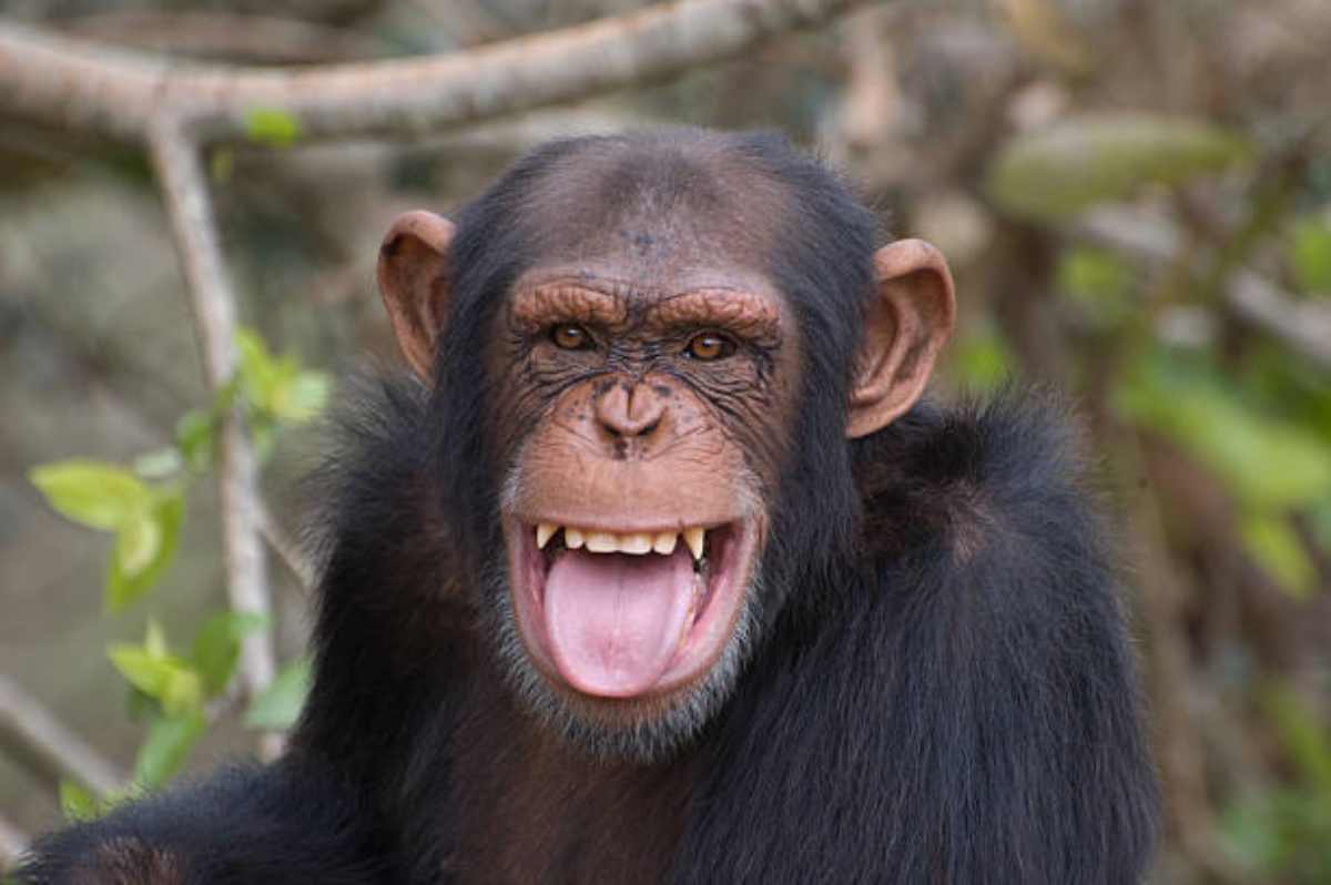 Scimpanzé ringrazia un fotografo dopo aver bevuto dalle sue mani