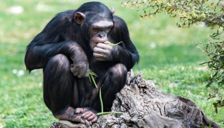 Scimpanzé ringrazia un fotografo dopo aver bevuto dalle sue mani