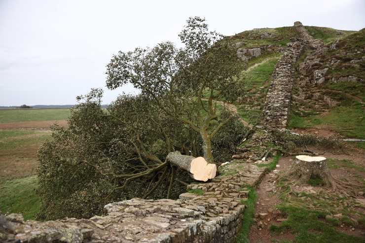 L'albero di Robin Hood abbattuto da un sedicenne