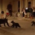 Amarena ripresa con i suoi cuccioli