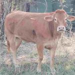 Mucche colpite dalle frecce