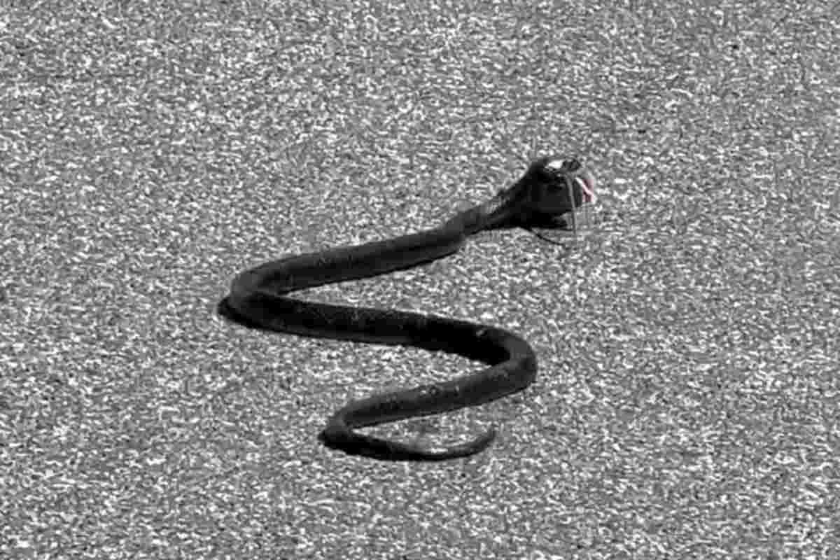 Serpente in corsia al San Camillo