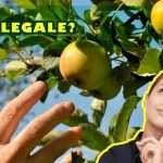 frutta reato raccoglierla