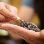 dar da mangiare agli uccellini con attenzione