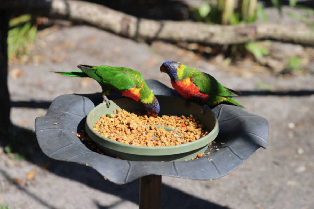 pericolo cibo a uccellini