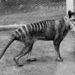 C'è chi promette che la tigre della Tasmania, estinta da un secolo, tornerà tra noi