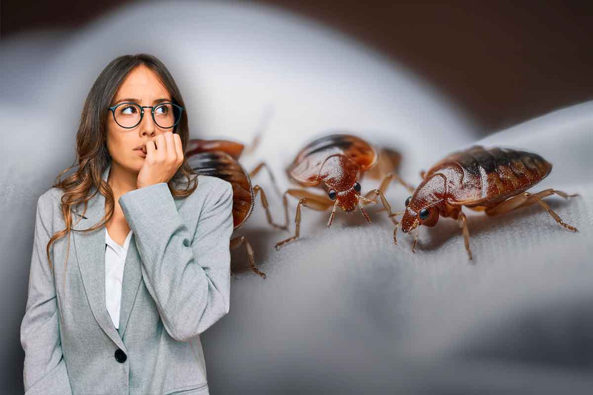 allarme cimici da letto cosa fare