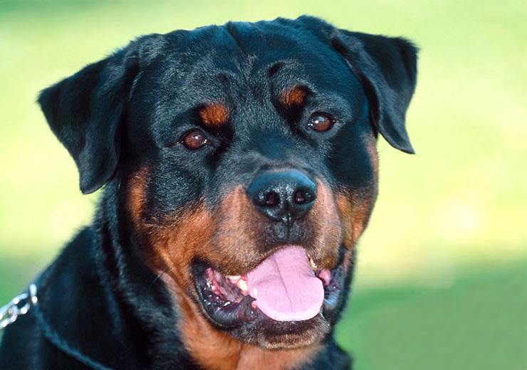 rottweiler la razza del cane