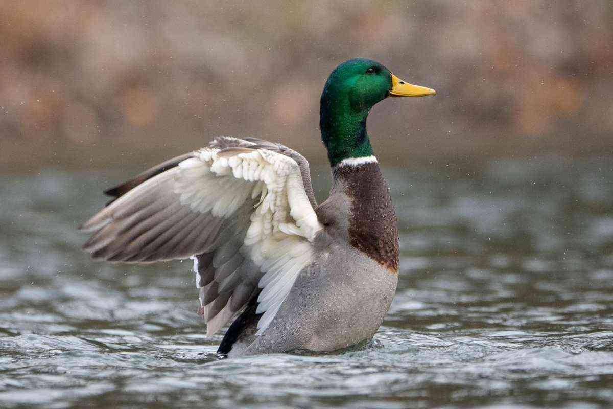 Come riconoscere la sindrome della papera felice