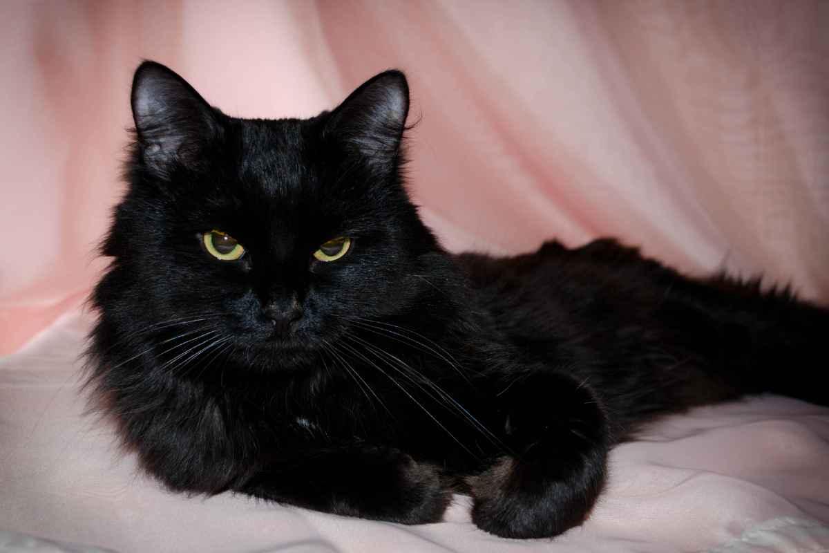 gatto nero, il significato del sogno