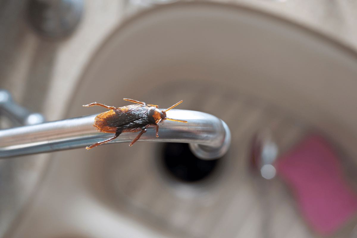 Questo luogo in casa potrebbe essere davvero favorevole per gli scarafaggi: controllalo