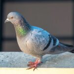 Come evitare che i piccioni facciano il nido sul balcone