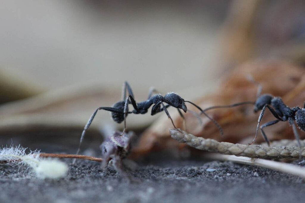 Come far fuggire all’istante le formiche da casa