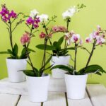 Far fiorire le orchidee in casa
