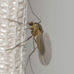 Contro le zanzare in casa
