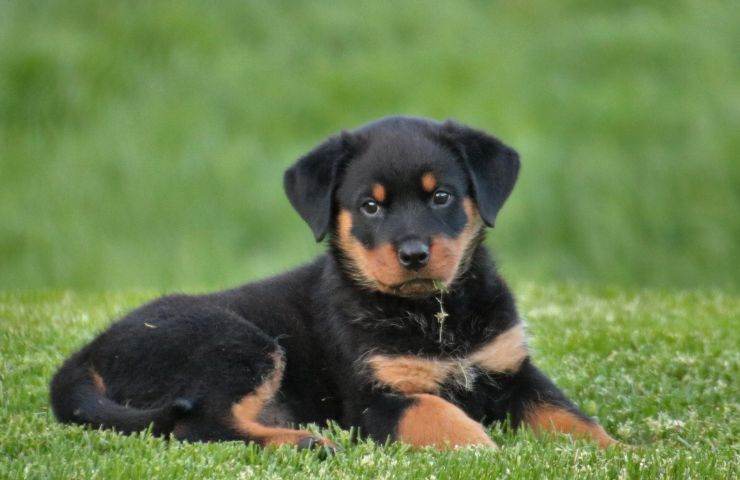 Cane