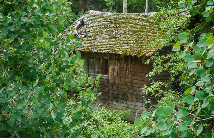 Casa diroccata in un bosco
