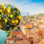 paesaggio e albero di limoni in cornice