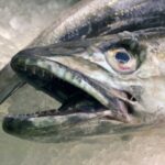 nasello crudo intero