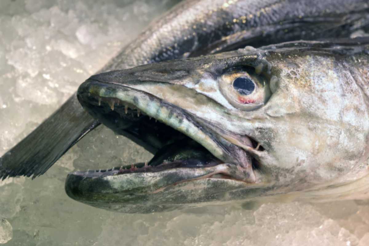 nasello crudo intero