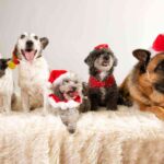 cinque razze di cane con il cappello natalizio