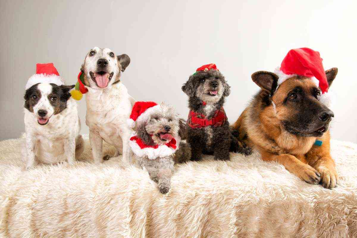 cinque razze di cane con il cappello natalizio