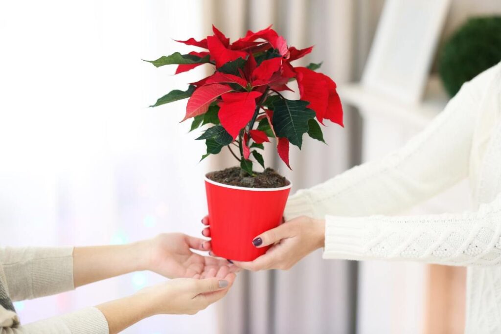 regalare la stella di natale