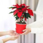 regalare la stella di natale